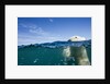 Underwater Polar Bear by Harbour Islands, Nunavut, Canada by Anonymous