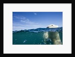 Underwater Polar Bear by Harbour Islands, Nunavut, Canada by Anonymous