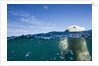 Underwater Polar Bear by Harbour Islands, Nunavut, Canada by Anonymous