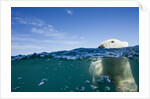 Underwater Polar Bear by Harbour Islands, Nunavut, Canada by Anonymous
