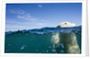 Underwater Polar Bear by Harbour Islands, Nunavut, Canada by Anonymous