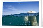 Underwater Polar Bear by Harbour Islands, Nunavut, Canada by Anonymous