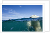 Underwater Polar Bear by Harbour Islands, Nunavut, Canada by Anonymous