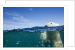 Underwater Polar Bear by Harbour Islands, Nunavut, Canada by Anonymous