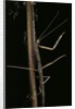 Carausius spinosus (pincer-end stick insect) by Anonymous