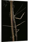 Carausius spinosus (pincer-end stick insect) by Anonymous