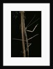 Carausius spinosus (pincer-end stick insect) by Anonymous