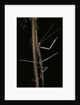 Carausius spinosus (pincer-end stick insect) by Anonymous