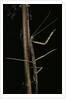 Carausius spinosus (pincer-end stick insect) by Anonymous