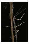 Carausius spinosus (pincer-end stick insect) by Anonymous