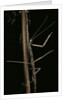 Carausius spinosus (pincer-end stick insect) by Anonymous