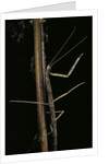 Carausius spinosus (pincer-end stick insect) by Anonymous