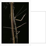 Carausius spinosus (pincer-end stick insect) by Anonymous