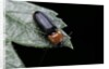 Cardiophorus gramineus (click beetle) by Anonymous