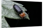 Cardiophorus gramineus (click beetle) by Anonymous