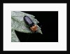 Cardiophorus gramineus (click beetle) by Anonymous