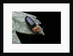 Cardiophorus gramineus (click beetle) by Anonymous