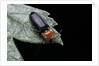 Cardiophorus gramineus (click beetle) by Anonymous