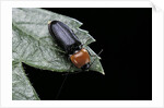 Cardiophorus gramineus (click beetle) by Anonymous