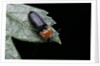 Cardiophorus gramineus (click beetle) by Anonymous