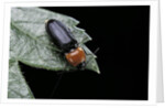 Cardiophorus gramineus (click beetle) by Anonymous