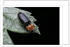 Cardiophorus gramineus (click beetle) by Anonymous