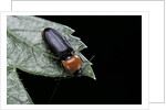 Cardiophorus gramineus (click beetle) by Anonymous