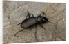 Cechenus pyrenaeus (ground beetle) by Anonymous