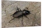 Cechenus pyrenaeus (ground beetle) by Anonymous