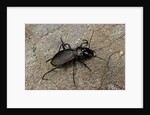 Cechenus pyrenaeus (ground beetle) by Anonymous