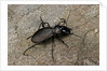 Cechenus pyrenaeus (ground beetle) by Anonymous