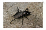 Cechenus pyrenaeus (ground beetle) by Anonymous