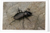 Cechenus pyrenaeus (ground beetle) by Anonymous