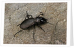Cechenus pyrenaeus (ground beetle) by Anonymous