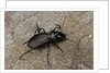 Cechenus pyrenaeus (ground beetle) by Anonymous