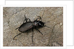 Cechenus pyrenaeus (ground beetle) by Anonymous