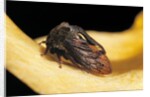 Centrotus cornutus (horned treehopper) by Anonymous