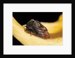 Centrotus cornutus (horned treehopper) by Anonymous