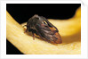 Centrotus cornutus (horned treehopper) by Anonymous