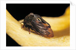 Centrotus cornutus (horned treehopper) by Anonymous