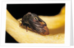 Centrotus cornutus (horned treehopper) by Anonymous