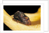 Centrotus cornutus (horned treehopper) by Anonymous