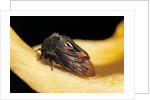 Centrotus cornutus (horned treehopper) by Anonymous