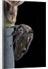Centrotus cornutus (horned treehopper) by Anonymous