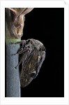 Centrotus cornutus (horned treehopper) by Anonymous