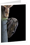 Centrotus cornutus (horned treehopper) by Anonymous