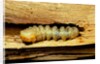 Cerambyx cerdo (great capricorn beetle) - larva by Anonymous