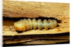 Cerambyx cerdo (great capricorn beetle) - larva by Anonymous