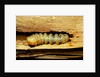 Cerambyx cerdo (great capricorn beetle) - larva by Anonymous