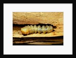 Cerambyx cerdo (great capricorn beetle) - larva by Anonymous